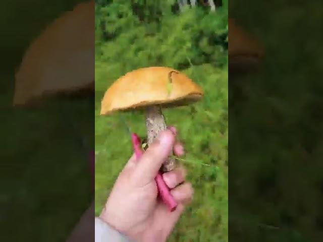 08  Грибы в лесу360P456252431