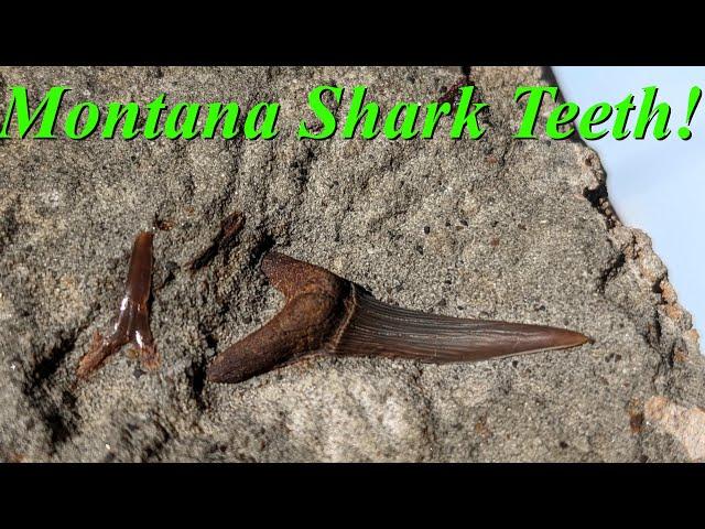 Shark Teeth in Montana! Hunting for Amazing Cretaceous Western Interior Seaway Shark Teeth!