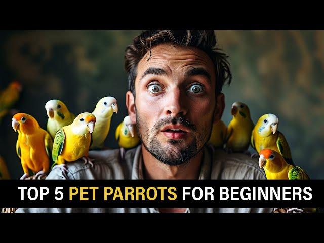 Top 5 Best Pet Parrots for Beginners: Which One Fits Your Lifestyle?