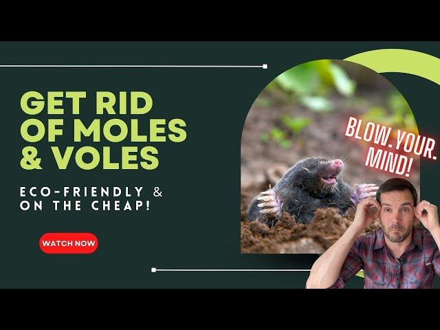 How to get rid of moles/voles in your yard -- FOR GOOD!