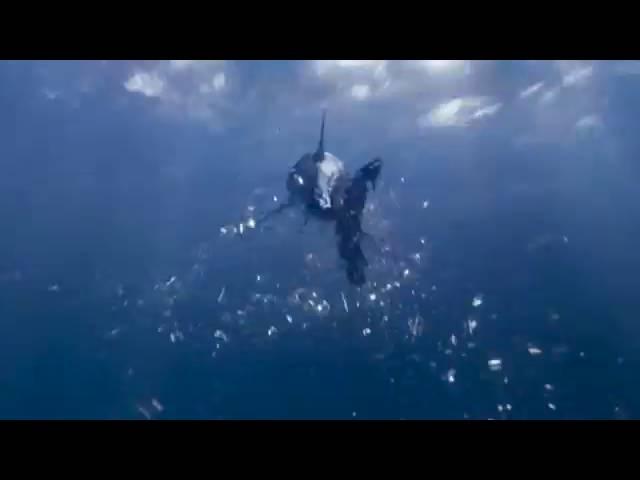 Seaworld Orlando Mako Commercial