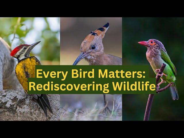 Rediscovering the Joy of Birdwatching: A Wildlife Photographer's Journey