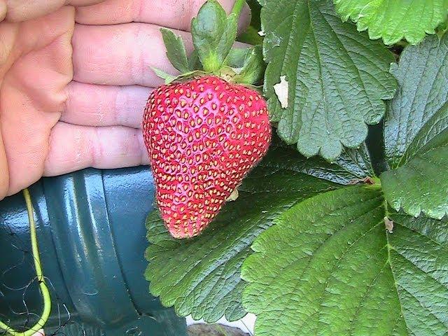 How to Grow Strawberries in Hydroponics #3 2013