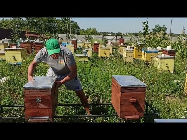 Мы против двухматочного содержание пчёл! Наш метод получения сильных семей