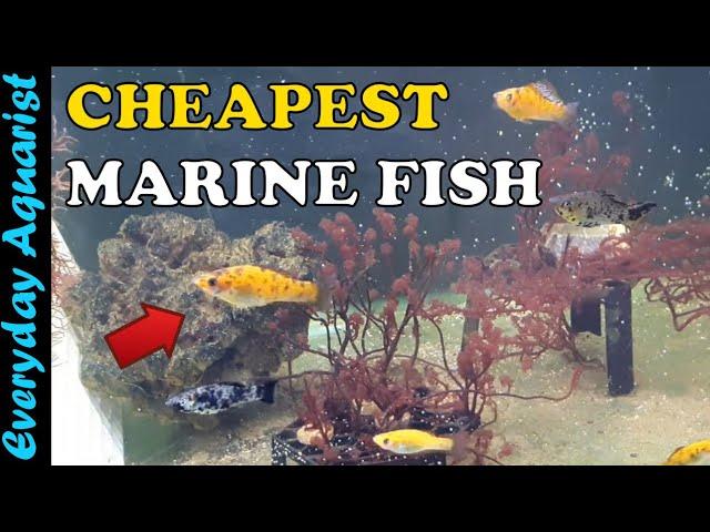 CHEAPEST Marine Saltwater Aquarium Fish | Saltwater Mollies Cleanup Crew
