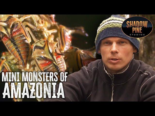 Incredible Insects Of The Amazon | Mini Monsters of Amazonia | SHADOW PINE STUDIOS