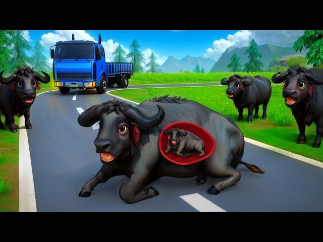 Pregnant Buffalo Road Crossing: Wildlife Animals Adventures | #Pregnant #animals