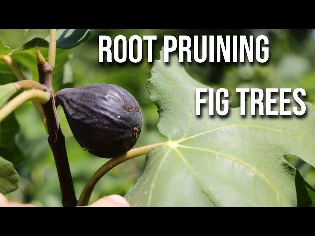 Root Pruning Fig Trees: Save your Dying Fig Tree