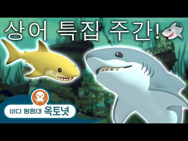 바다 탐험대 옥토넛 - 놀라운 상어들  | 상어 특집 주간! - 모음집