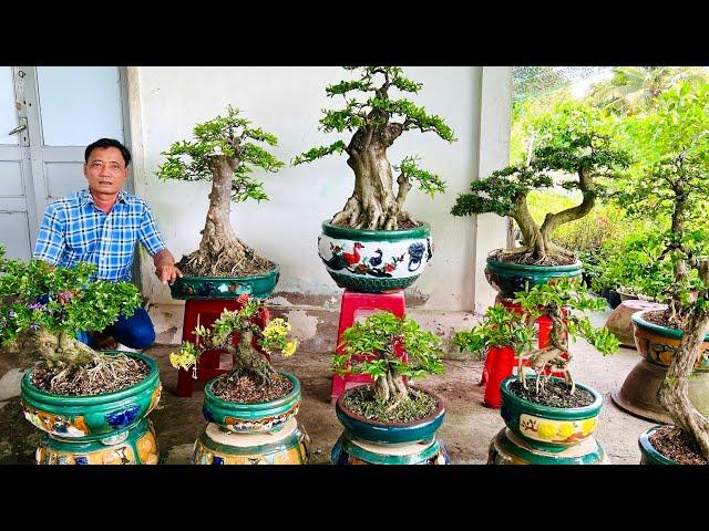 Cây nhà giá Tốt 8/6 #0336875979 Cúc chào bán nhiều loại bonsai thành phẩm dáng đẹp