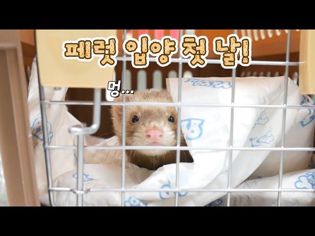 The First Day to Adopt the Ferret! OMG, what a hyperactive one….