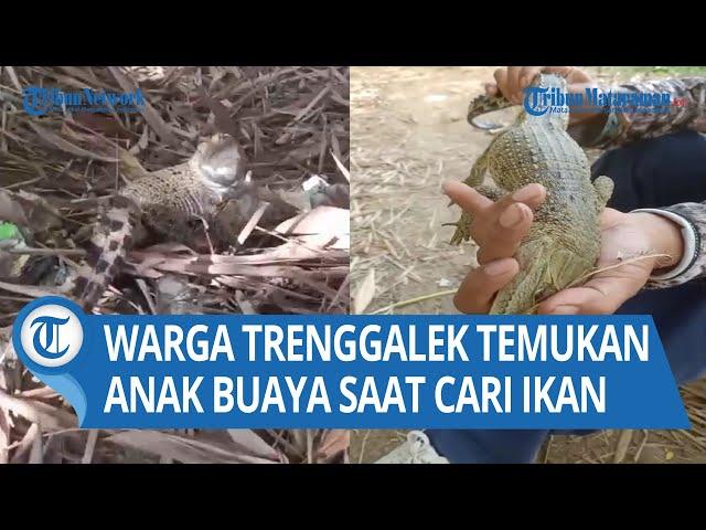 Viral Warga Trenggalek Temukan Anak Buaya Saat Mencari Ikan di Sungai