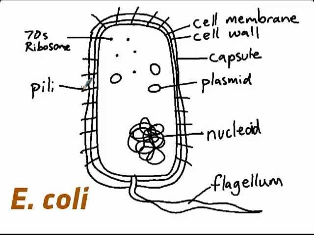 IB Biology 2.2.1: How to draw E. coli