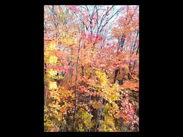 重温秋韵如画。#分享 #秋色 #旅行