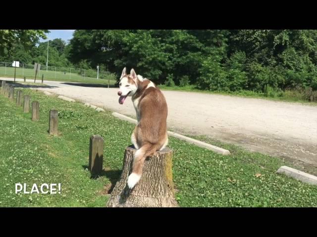 8-Month Old Husky, RJ! Husky Dog Trainers | Off Leash Husky Dog Training