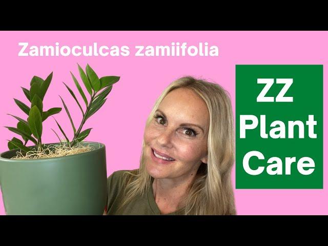 ZZ Plant Care Zamioculcas zamiifolia Guide Zanzibar Gem |  MOODY BLOOMS