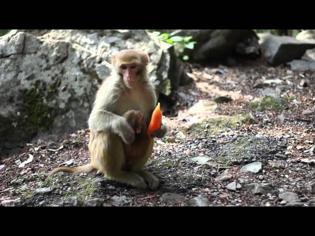 Monkey Business Design