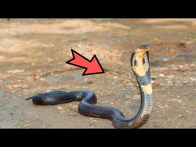 KING COBRA - SNAKE EATER! WHERE DOES THE MOST DANGEROUS AND POISONOUS SNAKE LIVE?