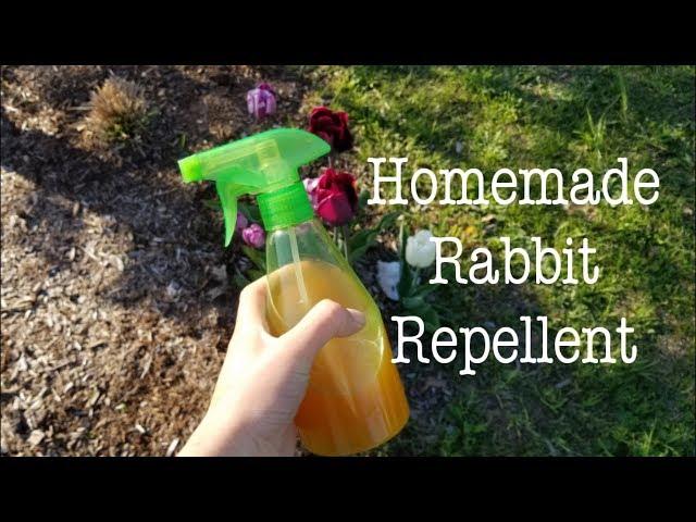 Homemade Rabbit Repellent 