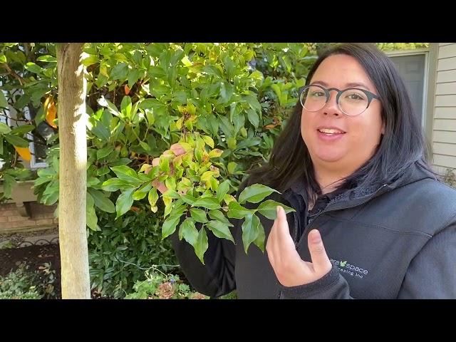 Why Leaves Change Colour? | Ask a Landscaper