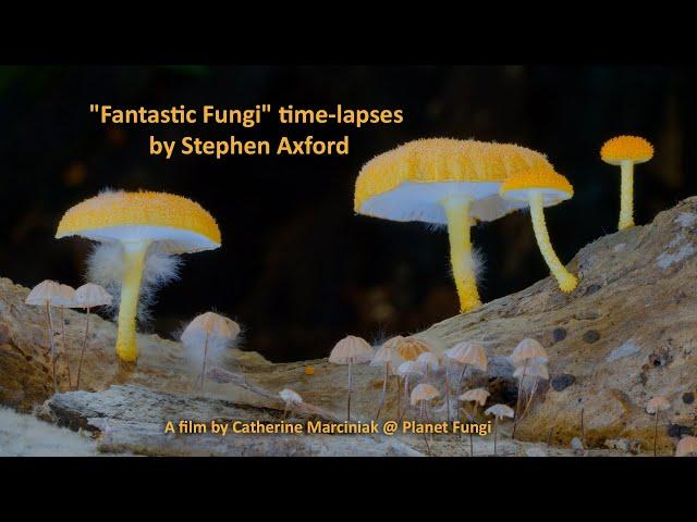 "Fantastic Fungi" time-lapses by Stephen Axford