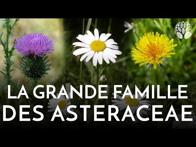 Les Asteraceae, chardons, pissenlit, pâquerette, arnica, et plus encore !