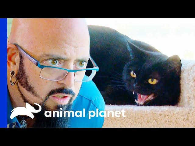 Jackson Saves Aggressive Cat From Being "Put Down" | My Cat From Hell