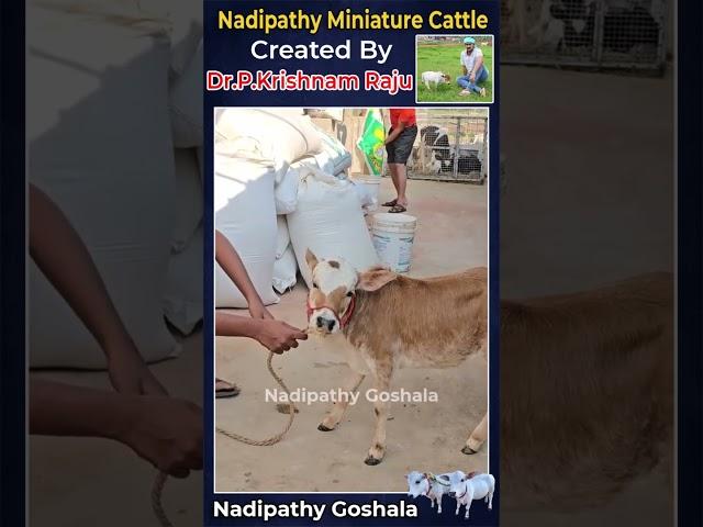 Nadipathy Miniature Cattle | Nadipathy Goshala | #minivlog #pmmodi #yt #cows #farm  #punganurcalf