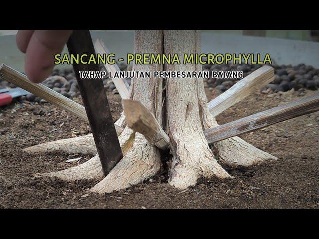 Advanced Stage of Bonsai Sancang Trunk Enlargement