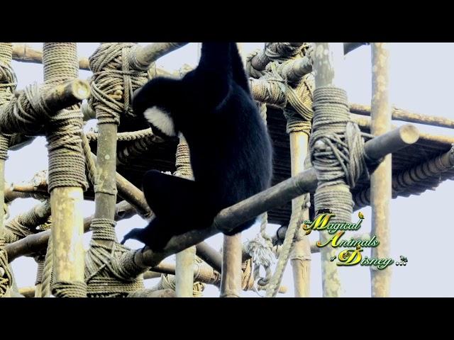 Gibbon At Disney's Animal Kingdom