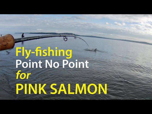 Fly fishing for Pink Salmon at Point No Point