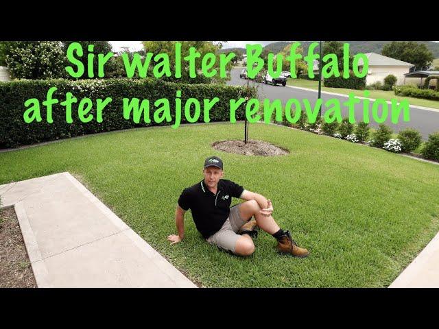 Sir Walter buffalo 4 months on from huge renovation