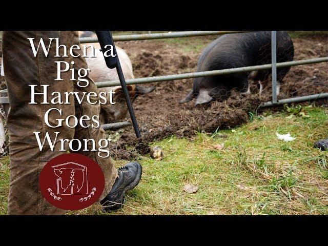 When a Pig Harvest Goes Wrong