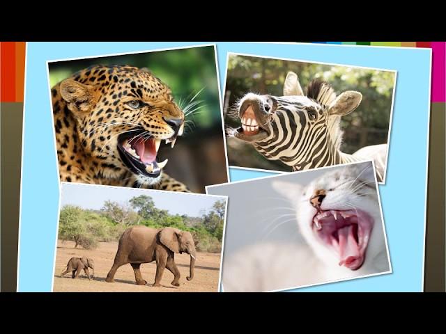 Animal Teeth | Macmillan Education India