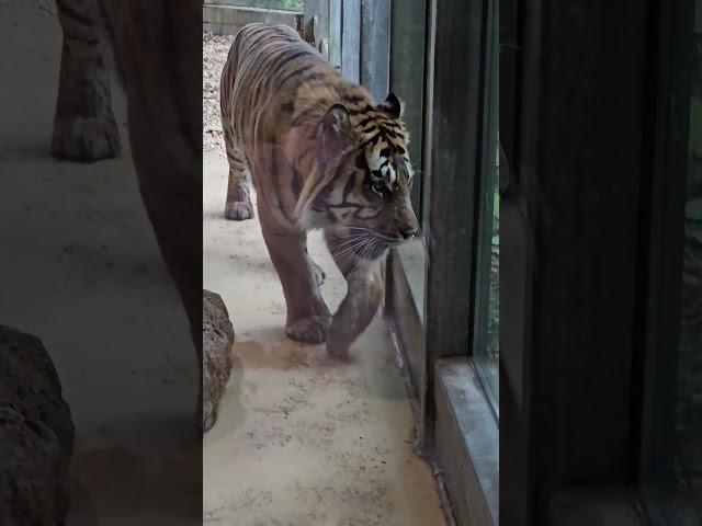 Sumatratiger Berani & Dhjala #zooaugsburg 11/2024 #tiger