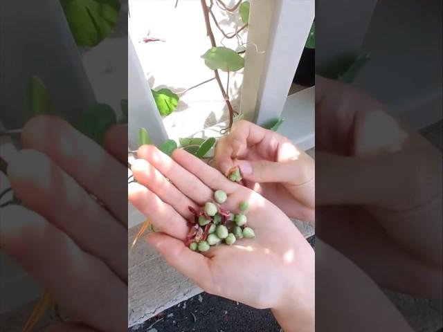 Harvesting Seeds-Nasturtium #satisfying #happy #success