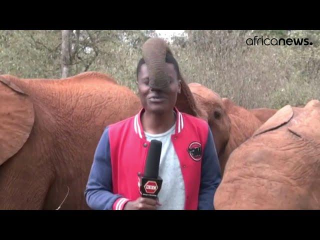 Baby elephant interrupts Kenyan journalist during a television report