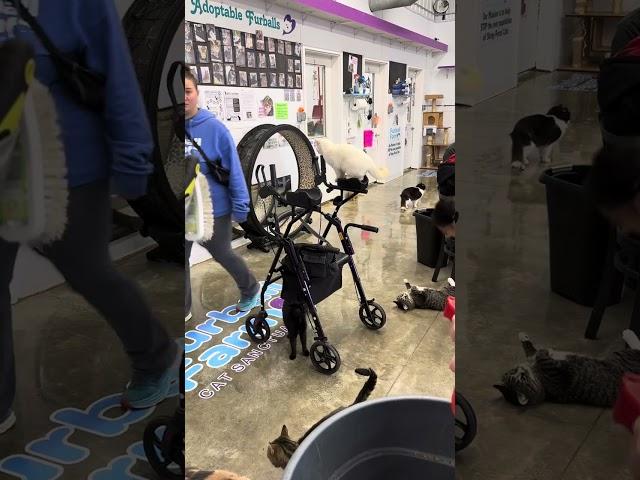 Wheelchairs and walkers are not safe here #trending #cat #rescue #share #fyp #viralvideo  #visit