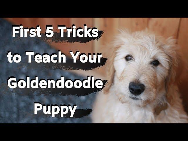 Goldendoodle Puppy Training (First five tricks to train your Goldendoodle)