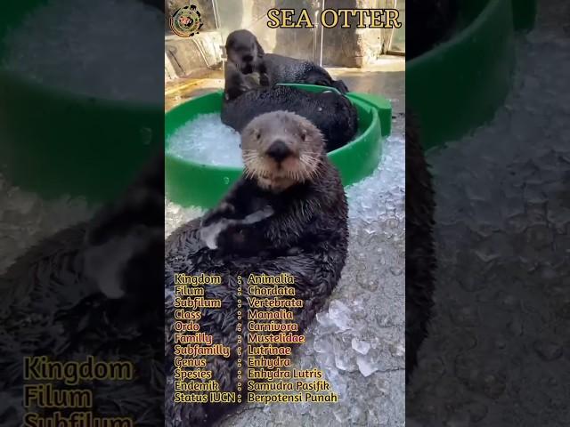 Short intermezzo Sea Otter @MYstudioA3 #fauna #animal #animals #hewan #binatang #satwa