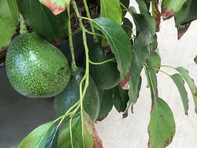 Spring 2021 Avocado and garden tour. Avocado flowers everywhere, Bees, Trees and the mystery tree