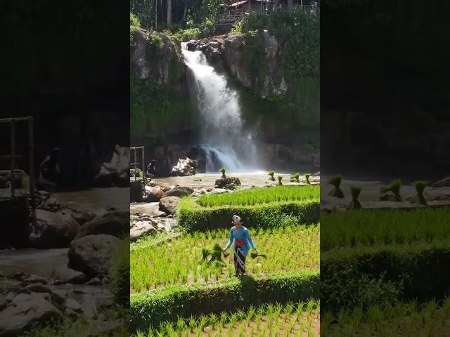 A stunning view of a girl in blue kebaya planting rice near a waterfall #nature #travel #beautiful