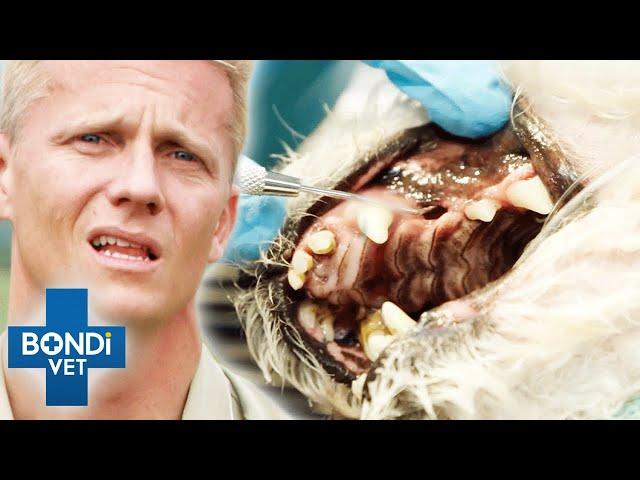 Top 5 Rotten Teeth Procedures  Compilation | Bondi Vet