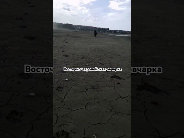 Восточно-европейская овчарка Вольф! Прогулка!