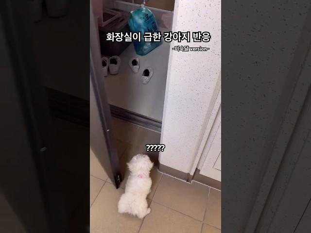 화장실이 급한 강아지 반응2 #강아지 #말티푸 #멍미르 #화장실 #short #shorts #shortsvideo