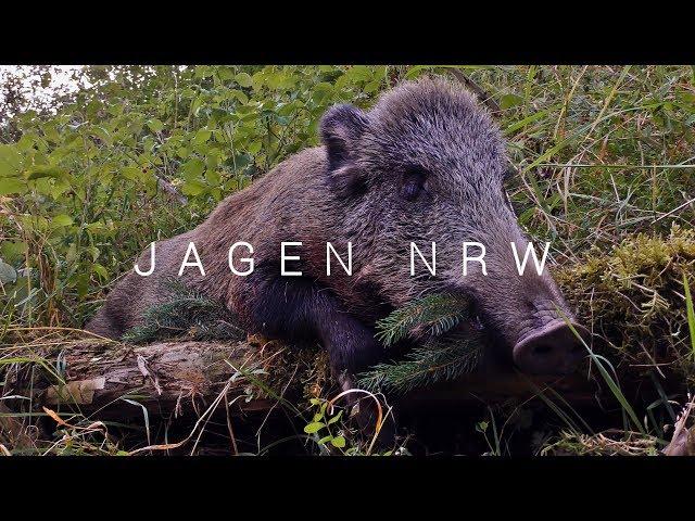 Boar down! - jagenNRW in the Huntingroom ... or the cat in front of the aquarium - jagenNRW diary #6