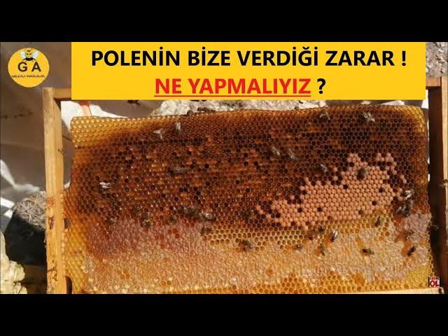 Kovanda Polenli çıtanın bize verdiği zarırı görün. Ne yapmalıyız.  Beekeeping.