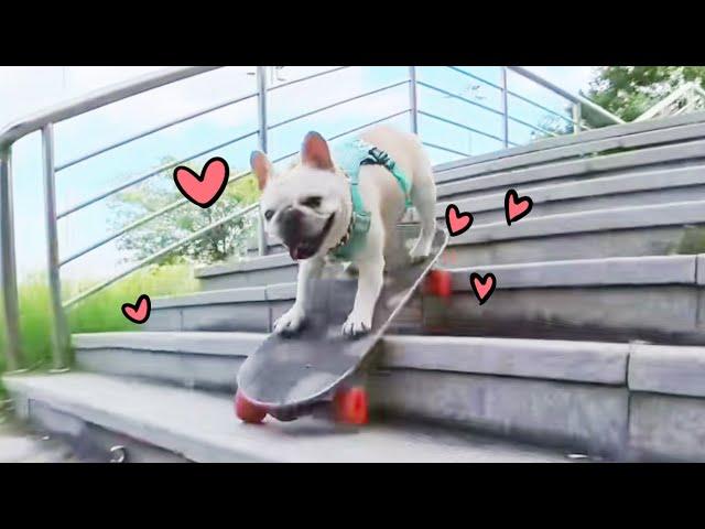 The dog challenged himself to skate down various difficult stairs  and felt a great sense of accompl