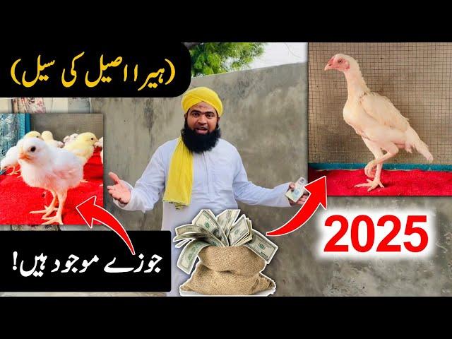 Exactly new business idea 2025 | White Heera aseel hen farming simulator business