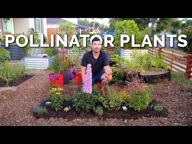 11 MUST Grow Pollinator Garden Plants 